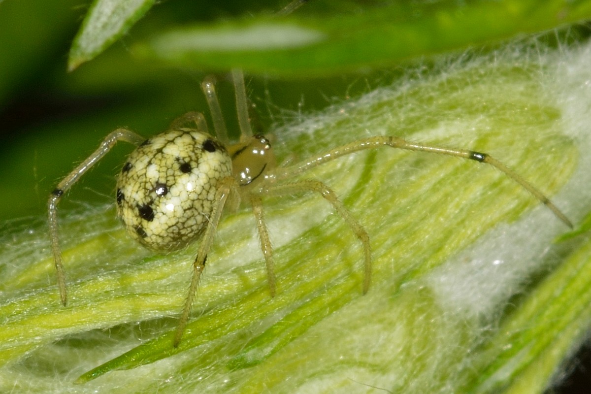 Enoplognatha ovata